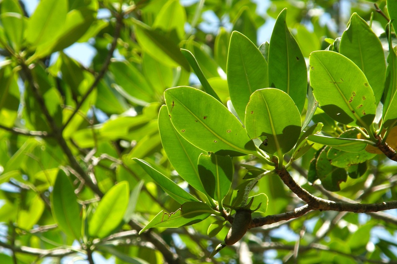 beach clean up and mangrove trimming