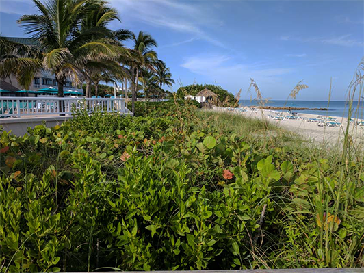 beach clean up and mangrove trimming